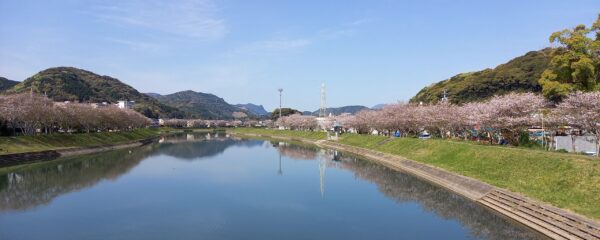 日向市　塩見川の桜並木