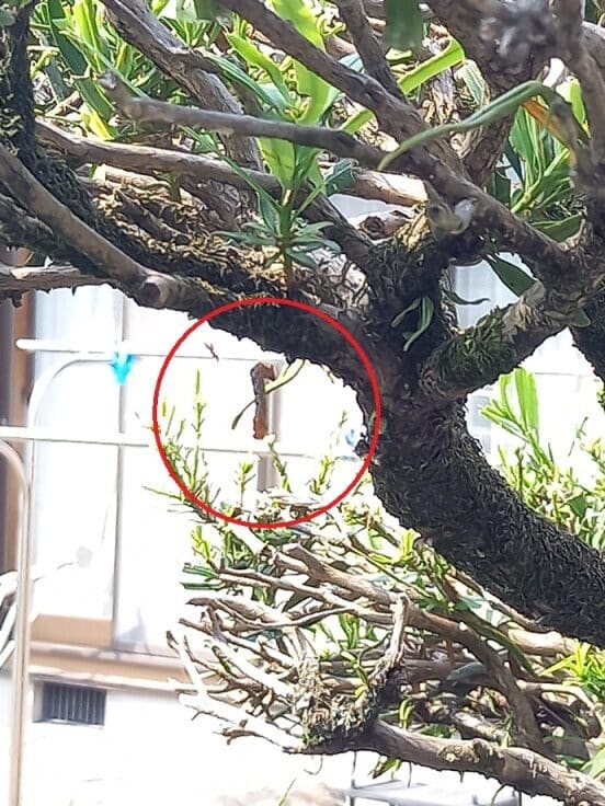 キオビエダシャクの幼虫