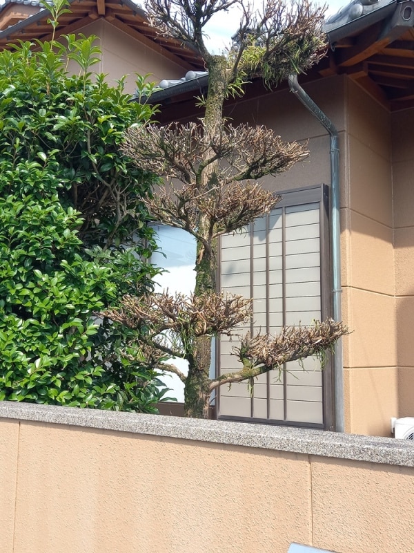 マキの木が枯れた
