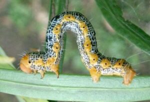 キオビエダシャク幼虫シャクトリムシ