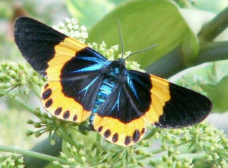 まきの木の葉を食べる害虫　キオビエダシャク