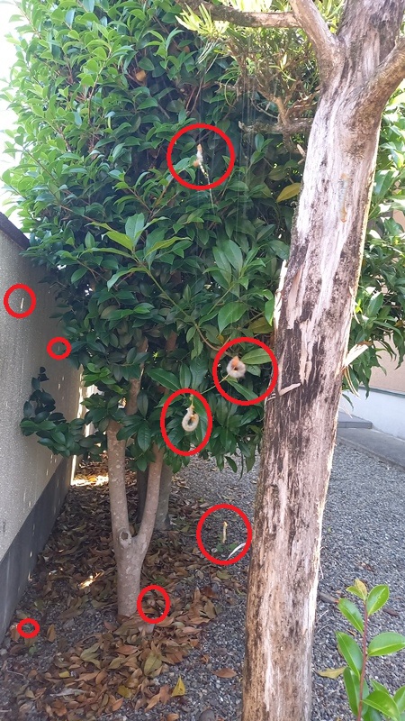 イヌマキを揺すると糸をはいてつる下がって落ちてくる幼虫