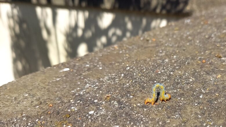 イヌマキの木から落ちてきた幼虫 塀の上を這う