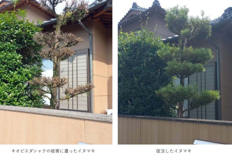 キオビエダシャクの被害に遭ったイヌマキ　と　復活したイヌマキ
