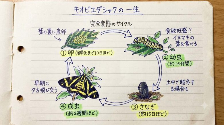 キオビエダシャクの一生