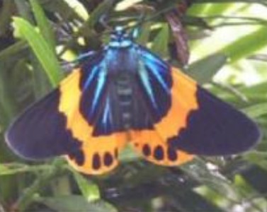 イヌマキにとまるキオビエダシャクの成虫